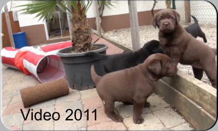 Video 2011