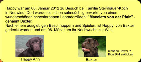 Happy war am 06. Januar 2012 zu Besuch bei Familie Steinhauer-Koch in Neuwied. Dort wurde sie schon sehnschtig erwartet von einem wunderschnen chocofarbenen Labradorrden: "Macciato von der Pfalz" - genannt Baxter. Nach einem ausgiebigen Beschnuppern und Spielen, ist Happy  von Baxter  gedeckt worden und am 06. Mrz kam ihr Nachwuchs zur Welt.  Happy Ann Baxter mehr zu Baxter ? Bitte Bild anklicken